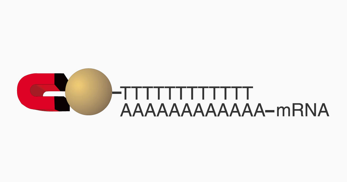 Subtractive Hybridization が Dynabeads Oligo(dT)<sub>25</sub> で簡便に！