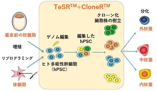 1031_Fig01_TeSR_CloneR_workflow.jpg