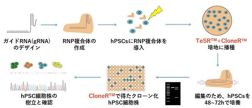 1031_Fig02_TeSR_CloneR_Genome_editing.jpg