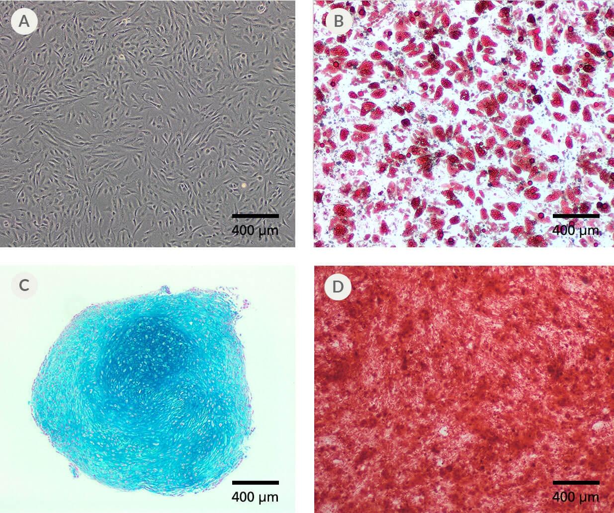 1047_MesenCult-ACF_Plus_Fig3.jpg