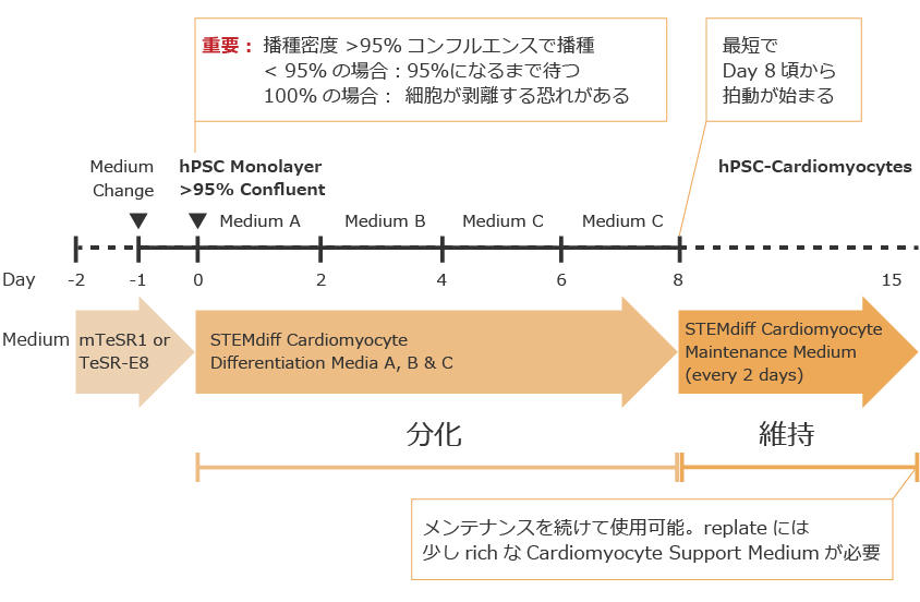 1076_STEMdiff_cardiomyocyte_scheme.jpg