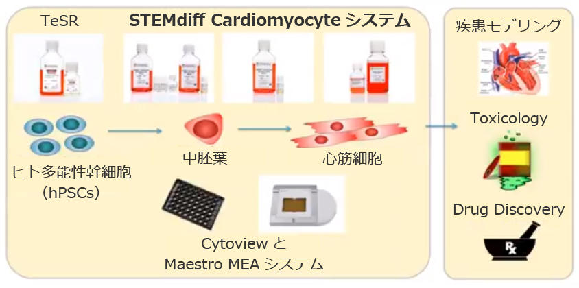 1076_STEMdiff_cardiomyocyte_workflow.jpg