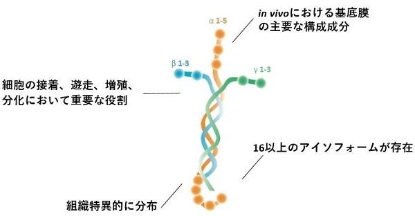 1088_laminin-1.jpg