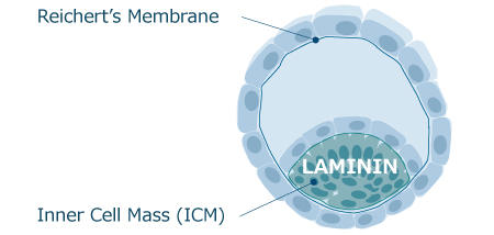 1093_Laminin-521_Fig2.jpg