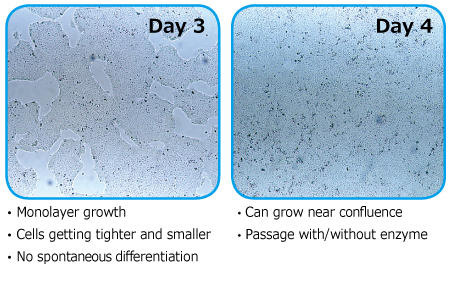 1093_Laminin-521_Fig3_right.jpg