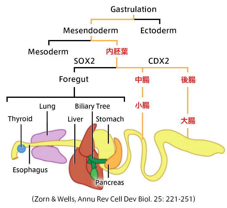 Zorn & Wells, Annu Rev Cell Dev Biol. 25: 221-251