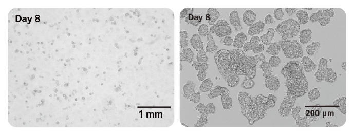 ヒトes Ips細胞から長期培養可能な ミニ腸 オルガノイドを効率的に 注目の製品情報 ベリタス