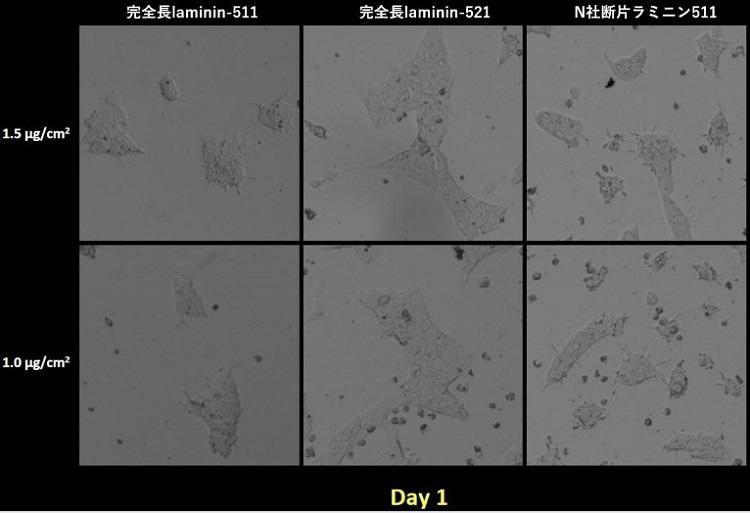 1110_Fig2_Laminin_Comparison_day1.jpg