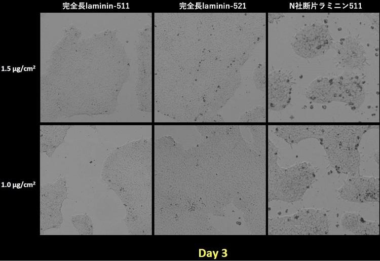 1110_Fig3_Laminin_Comparison_day3.jpg