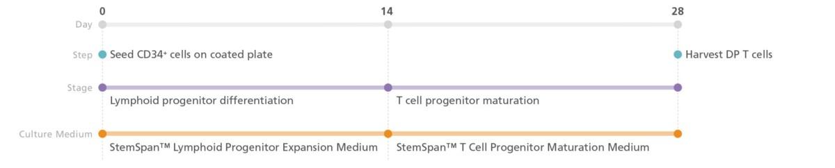 STEMdiffTM、StemSpanTM培地とサプリメントを用いたヒト多能性幹細胞からのNK細胞8.jpg