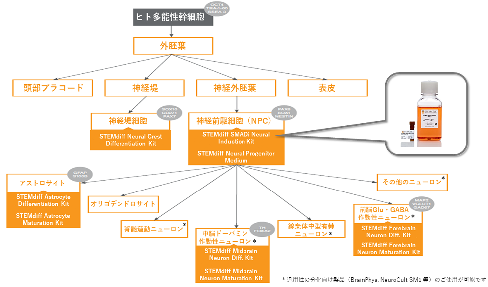 外胚葉分化の流れ.png