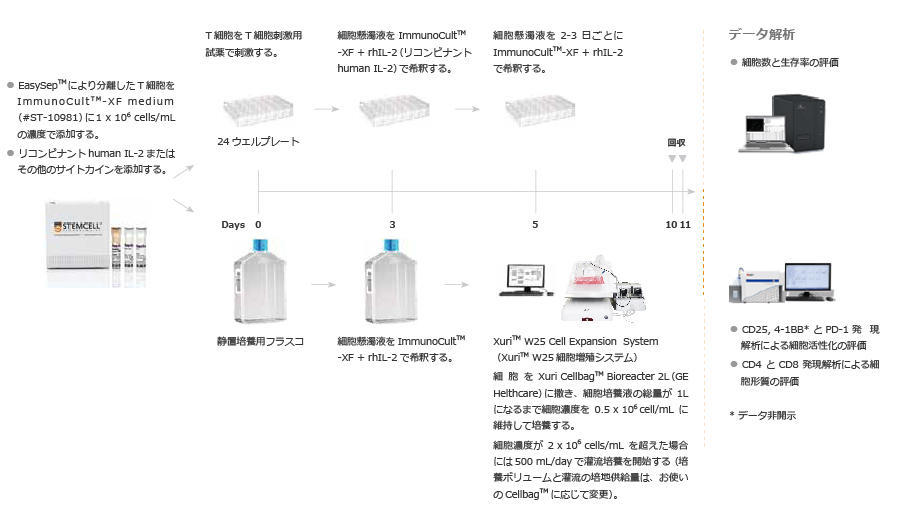 ヒトT細胞増殖プロトコールの最適化：増殖初期での細胞希釈の効果について1-1.jpg