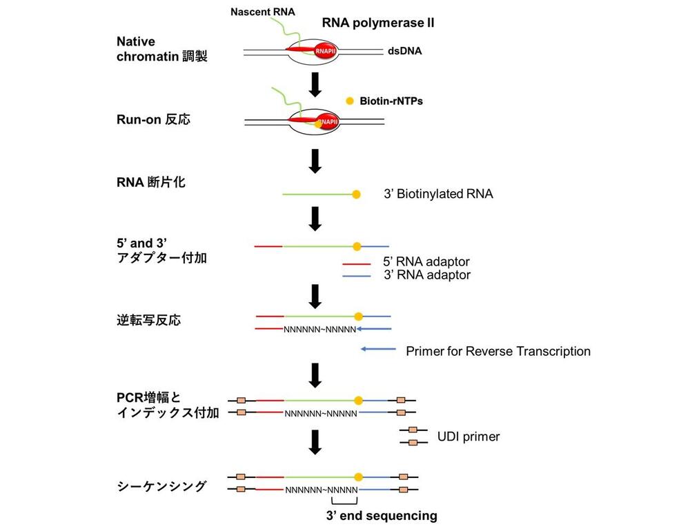 20260107_Dynabeads_report-1図のみ.jpg