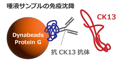 Citrullinated cytokeratin.png