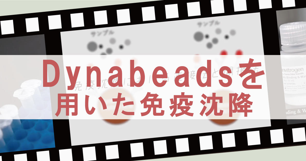 動画で学ぶ　Dynabeads(ダイナビーズ)を使った免疫沈降