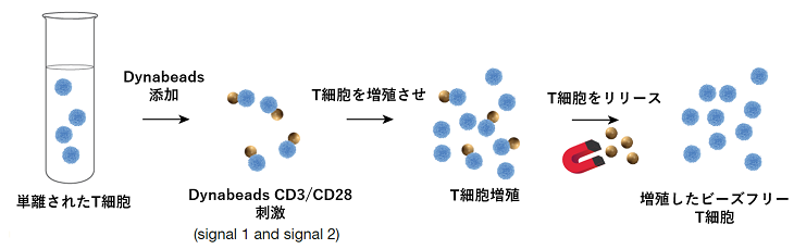 Dynabeads T-activetor steps_rev.png