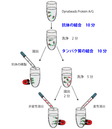 DynabeadsWorkFlow.gif