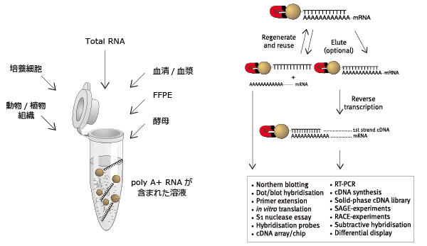 Dynabeads_mRNA.jpg