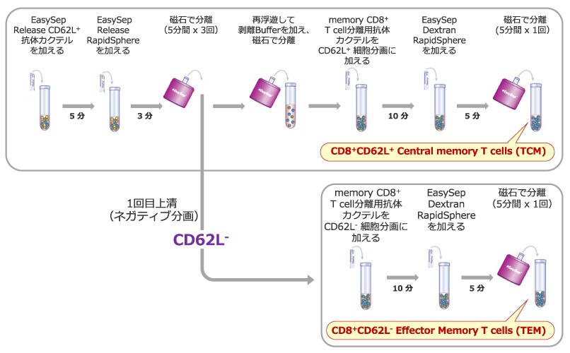 EasySep_Release_Cen_Eff_CD8T_Strategy.jpg