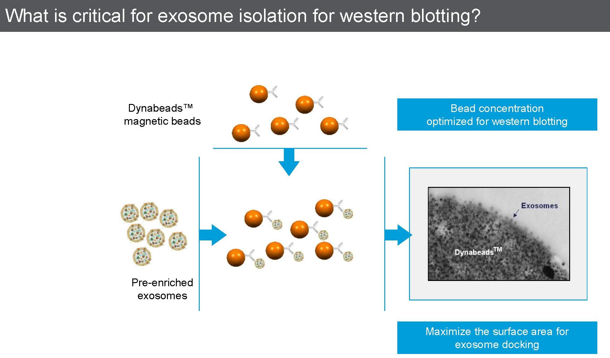 Dynabeads Exosome WB.jpg