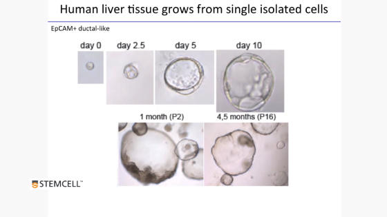 FromStemCellstoOrganoidsModelingtheGastrointestinalTract.jpg