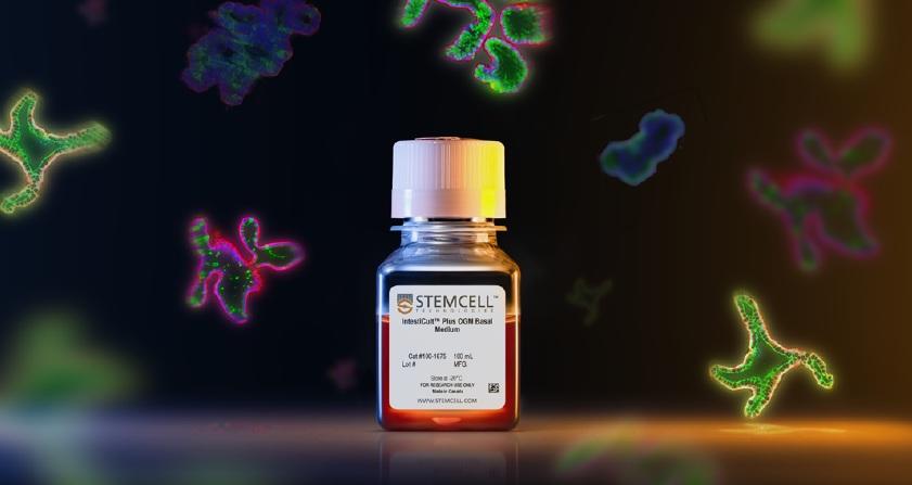 より生理的なヒト腸オルガノイドの培養には「IntestiCult™ Plus」