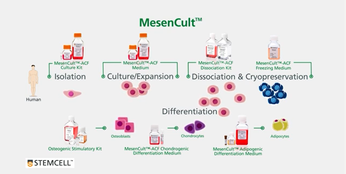 間葉系幹細胞（MSC）の分離・培養・分化 【E-Learning】