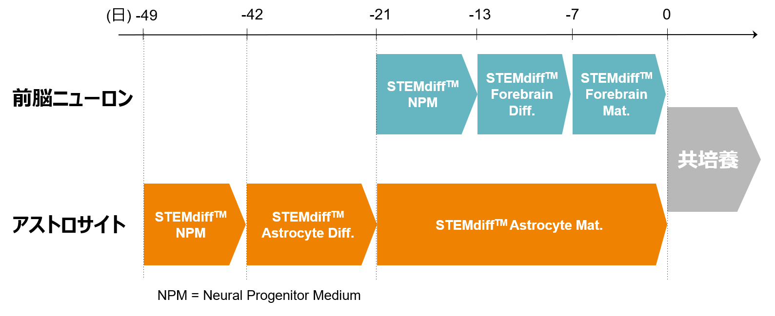 NPC_coculture_flow.png