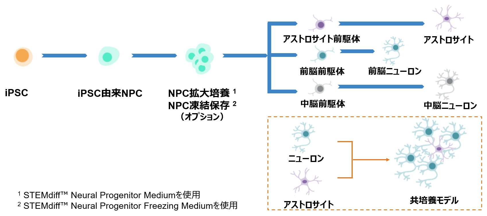 NPC_neural_flow.png