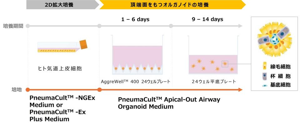 PneumaCult-AOAO-fig3-2.jpg
