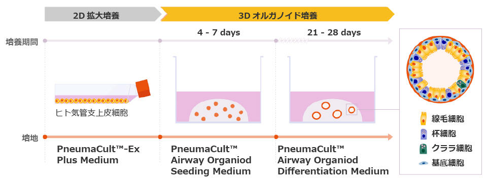 PneumaCult-AOAO-fig3-1.jpg