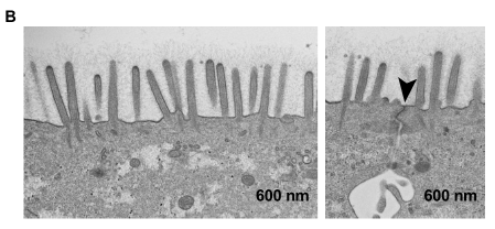 Researchers32-Fig2-B.png