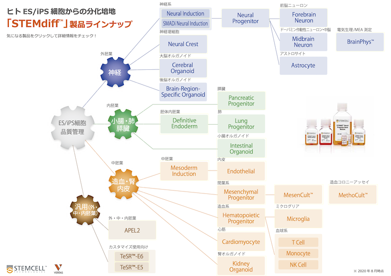 Es Ips細胞からさまざまな細胞への分化誘導 Stemcell Technologies社 特集 クローズアップ ベリタス