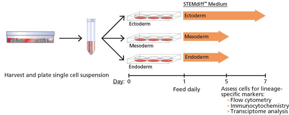 STEMdiff_Trilineage_scheme.jpg