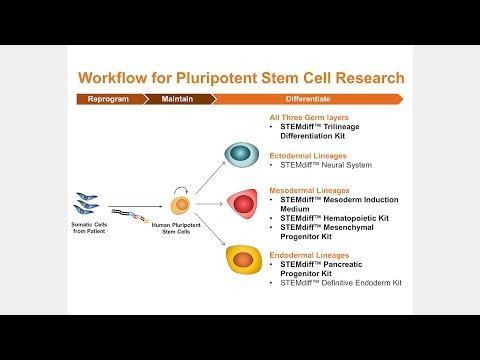 Es Ips細胞の分化誘導ガイド Stemcell Technologies社 ベリタス