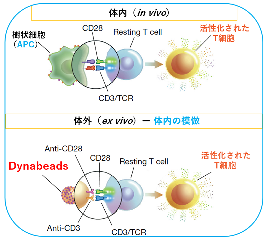 注目の製品情報T細胞活性化・増殖のワークフローと「Dynabeads T-activator」の使い分けT細胞活性化（in vivo vs. ex vivo）Dynabeads T-activatorを用いたT細胞活性化・増殖のワークフローDynabeads T-activatorで活性化されたT細胞Dynabeads T-activatorラインナップおよび使い分けDynabeads T-activatorを使用するメリット「Dynabeads T-activator」についてよくある質問無料サンプル申し込み関連リンク関連製品記事に関するお問い合わせ株式会社ベリタス