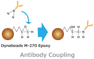 antibody_coupling_principle.png