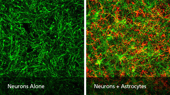 astrocytes-protocol.jpg