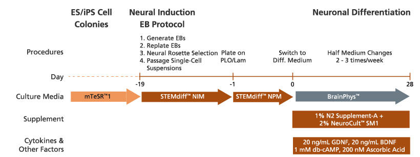 brainphys_sm1_hpsc_protocol.jpg