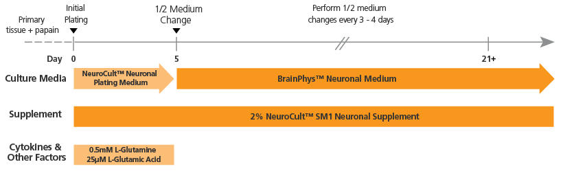 brainphys_sm1_protocol.jpg