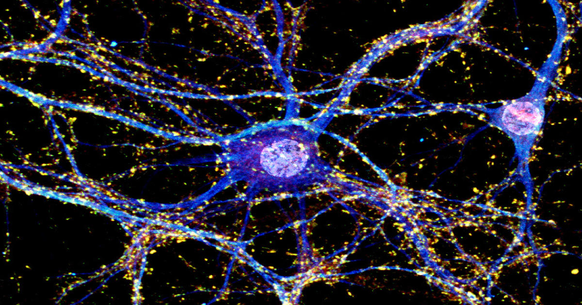 「BrainPhys」脳の生理条件を再現！神経生理学研究用 無血清培地