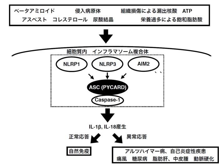 図1.jpg