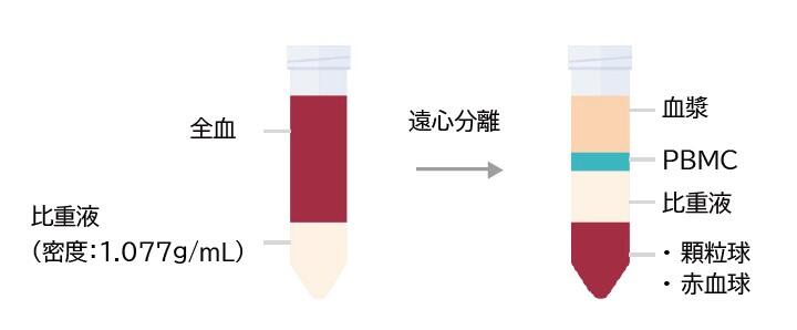 cellsep-hb1-02.jpg