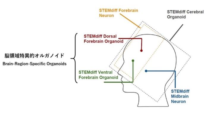 dorsal-ventral-forebrain-organoid1.jpg