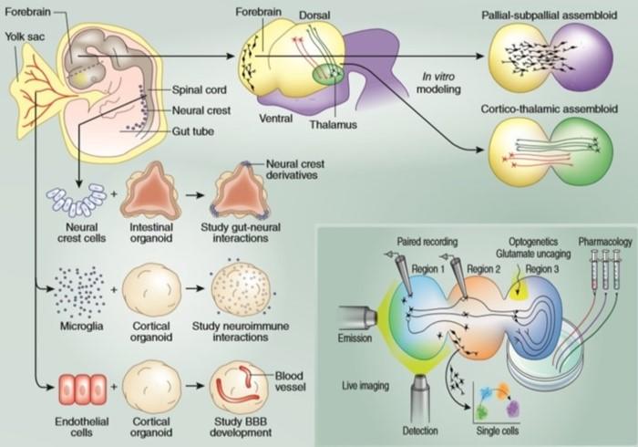 dorsal-ventral-forebrain-organoid2.jpg