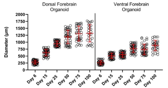 dorsal-ventral-forebrain-organoid5.jpg