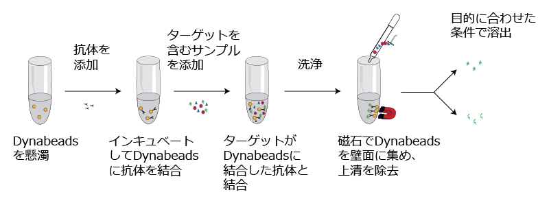 dynabeads_ip_workflow.png