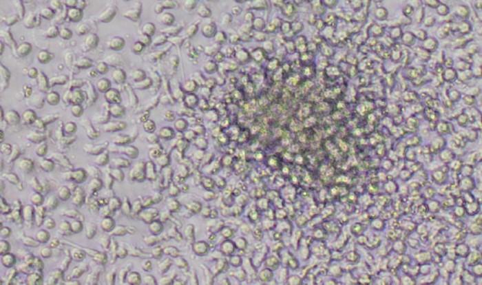 StemSpan™培地とサプリメントを使用した造血幹細胞・前駆細胞の増殖とNK細胞への分化1.jpg