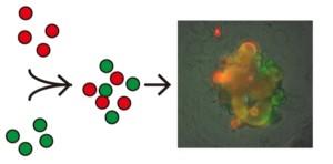 腸管オルガノイド培養をもちいた幹細胞競合の<i>in vitro</i>評価系を開発　研究者の声【25】