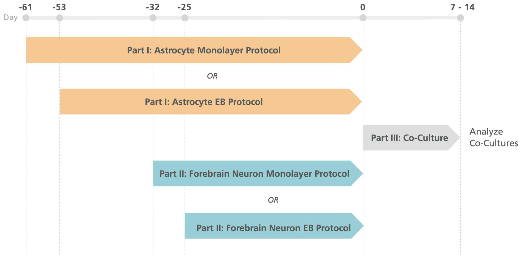 forebrain-astrocytes-figure-1.jpg